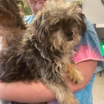 Little Man -  Mixed Breed Dog for Adoption in Huntington, West Virginia - Little Man | PetCurious