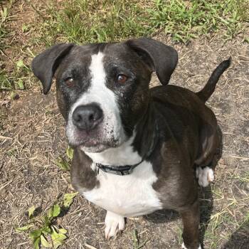 American Staffordshire Terrier Dogs Available for Adoption in Roanoke, Virginia - Allikai | PetCurious