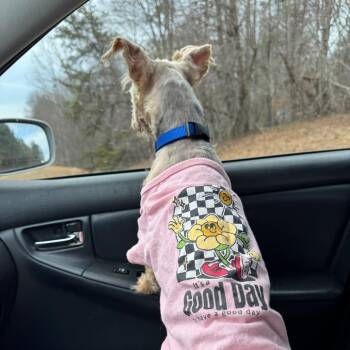 Terrier and Mixed Breed Dogs Available for Adoption - Opie | PetCurious