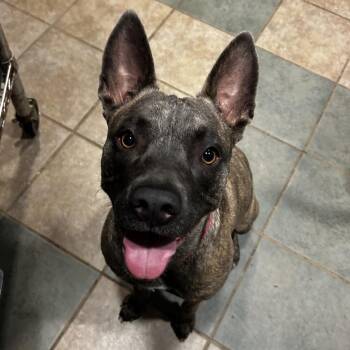 Valkyrie -  Mixed Breed Dog for Adoption in Chattanooga, Tennessee - Valkyrie | PetCurious