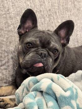 Christina Kline KY4846 -  French Bulldog Dog for Adoption in Maryville, Tennessee - Christina Kline KY4846 | PetCurious