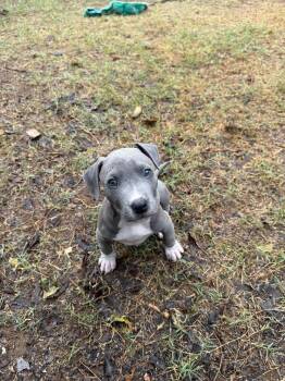 Pit Bull Terrier Dogs Available for Adoption - Juice | PetCurious