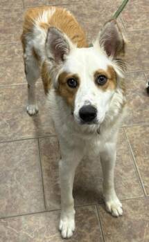 Uno -  Border Collie Dog for Adoption in Littleton, Colorado - Uno | PetCurious