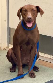 Rescue Labrador Retriever and Mixed Breed Dogs for Adoption in Danielsville, Georgia - Pumpkin Spice | PetCurious