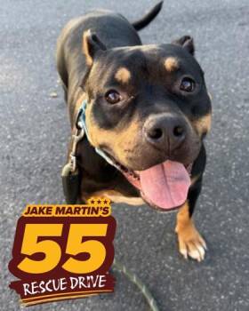 Rescue Pit Bull Terrier and Mixed Breed Dogs for Adoption - Crumpet | PetCurious