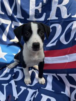 America -  Pit Bull Terrier Dog for Adoption in Greensboro, Georgia - America | PetCurious
