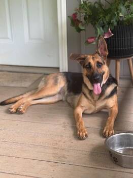 FtA Ada -  German Shepherd Dog Dog for Adoption in Newnan, Georgia - FtA Ada | PetCurious