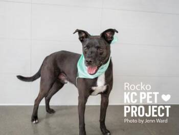 Rocko -  Mixed Breed Dog for Adoption in Kansas City, Missouri - Rocko | PetCurious