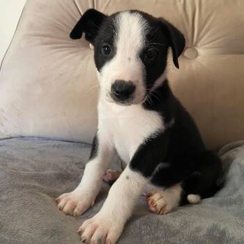 Rescue Shepherd Dogs for Adoption in Palestine, Texas - Otis Redding | PetCurious