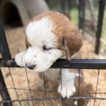 Collie Dogs Available for Adoption in Fosters, Alabama - BRASSY | PetCurious