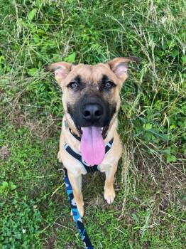 German Shepherd Dog Dogs Available for Adoption in Nashville, Tennessee - Kingston-COMING SOON | PetCurious