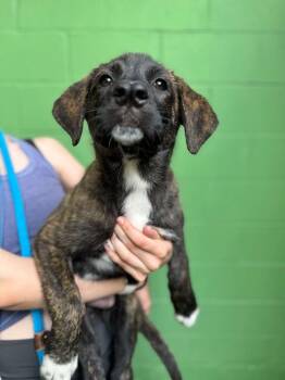 Great Pyrenees Dogs Available for Adoption in Elmsford, New York - Bolt- Available 6/2 | PetCurious