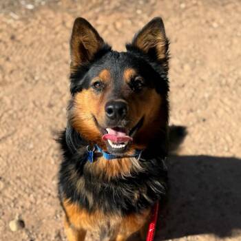 Hoover -  Australian Shepherd and Mixed Breed Dog for Adoption in Kanab, Utah - Hoover | PetCurious