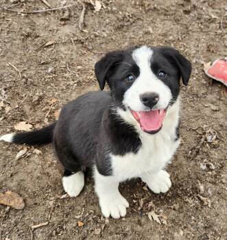 Bernese Mountain Dog and Labrador Retriever Dogs Available for Adoption - Brady | PetCurious