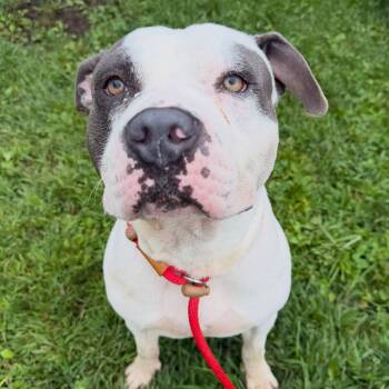 Draco Tag 1237 -  Pit Bull Terrier Dog for Adoption in Central Islip, New York - Draco Tag 1237 | PetCurious