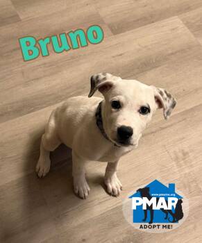 Bruno -  Pit Bull Terrier Dog for Adoption in Binghamton, New York - Bruno | PetCurious