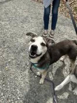 Pit Bull Terrier and Husky Dogs Available for Adoption in Richmond, Virginia - Pablo | PetCurious