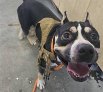 A886705 -  Pit Bull Terrier Dog for Adoption in Camarillo, California - A886705 | PetCurious