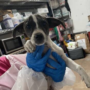 Apple -  Mixed Breed Dog for Adoption in Edinburg, Texas - Apple | PetCurious