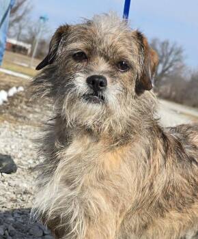Brussels Griffon and Mixed Breed Dogs Available for Adoption - Cito | PetCurious