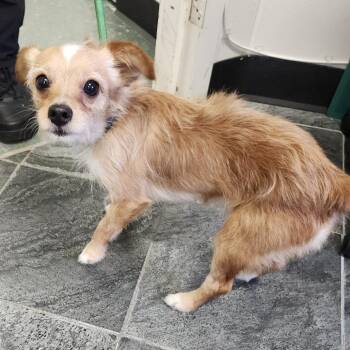 Toby -  Chihuahua and Yorkshire Terrier Dog for Adoption in Tampa, Florida - Toby | PetCurious
