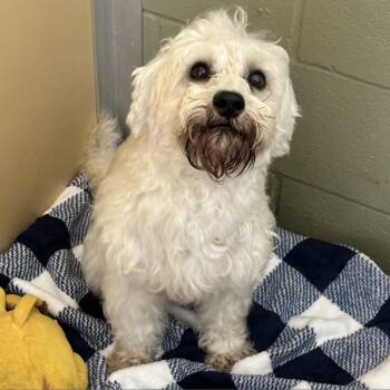 Rollie "Riley" -  Poodle and Maltese Dog for Adoption in Houston, Texas - Rollie "Riley" | PetCurious