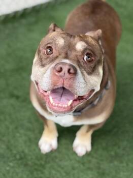 Milo -  Bulldog Dog for Adoption in Sacramento, California - Milo | PetCurious