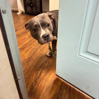 Gargoyle -  American Staffordshire Terrier Dog for Adoption in St. Louis, Missouri - Gargoyle | PetCurious