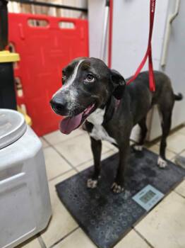 Pit Bull Terrier and Shepherd Dogs Available for Adoption in El Centro, California - Topanga | PetCurious