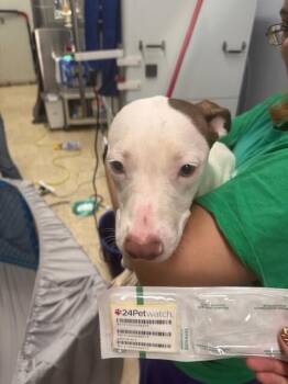 September -  Mixed Breed Dog for Adoption in Cincinnati, Ohio - September | PetCurious