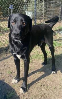 Rescue Labrador Retriever Dogs for Adoption in Little Rock, Arkansas - Dave | PetCurious