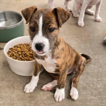 Terrier and Pit Bull Terrier Dogs Available for Adoption in Las Vegas, Nevada - Peanut RR AZ | PetCurious