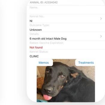 Comet -  Mixed Breed Dog for Adoption in Jupiter, Florida - Comet | PetCurious