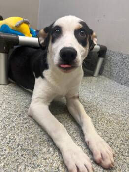 Shepherd Dogs Available for Adoption in Manassas, Virginia - Alexander (ID 51705) | PetCurious