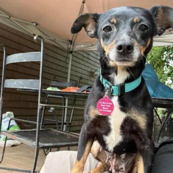 Chloe -  Chihuahua Dog for Adoption in Groveland, Massachusetts - Chloe | PetCurious
