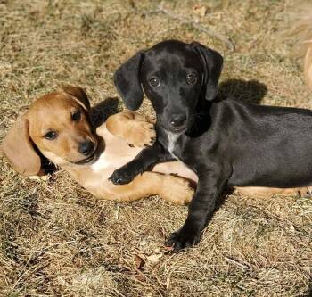 Dachshund and Retriever Dogs Available for Adoption - Maya | PetCurious