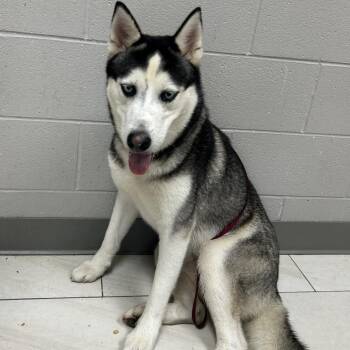 Husky Dogs Available for Adoption in Lufkin, Texas - Cleopatra | PetCurious