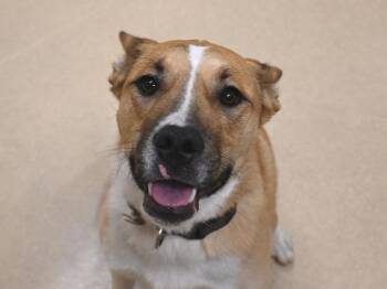 Miles -  Alaskan Malamute and Pit Bull Terrier Dog for Adoption in Portland, Oregon - Miles | PetCurious