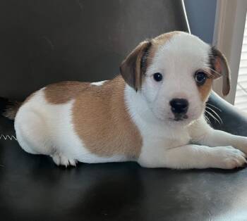 Terrier and Lhasa Apso Dogs Available for Adoption - Auden | PetCurious