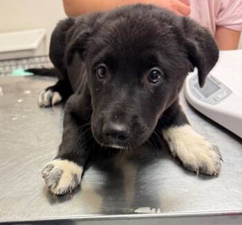Border Collie Dogs Available for Adoption - Lily | PetCurious