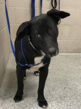 Rescue Labrador Retriever and Mixed Breed Dogs for Adoption in Conroe, Texas - A415351 | PetCurious