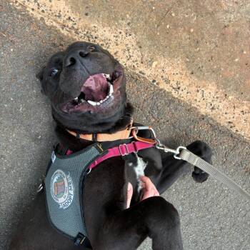 Smokie -  American Staffordshire Terrier and Mixed Breed Dog for Adoption in Hattiesburg, Mississippi - Smokie | PetCurious