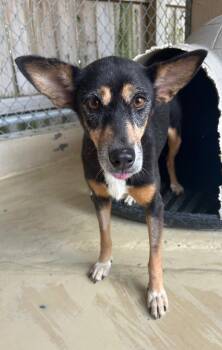 Hound and Mixed Breed Dogs Available for Adoption - Carol | PetCurious