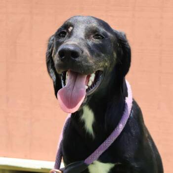 Rescue Hound and Black Labrador Retriever Dogs for Adoption in Austin, Texas - Karl JuM | PetCurious