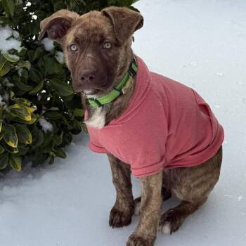 German Shepherd Dog and Labrador Retriever Dogs Available for Adoption in Fredericksburg, Virginia - Graycie | PetCurious