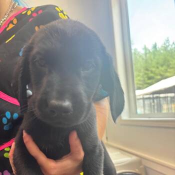 Peace -  Mixed Breed Dog for Adoption in Columbus, North Carolina - Peace | PetCurious