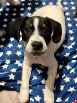 Jennings -  Beagle and Jack Russell Terrier Dog for Adoption - Jennings | PetCurious