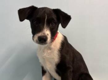 Apple Sauce -  Labrador Retriever and Mixed Breed Dog for Adoption in Golden Valley, Minnesota - Apple Sauce | PetCurious