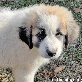 Rescue Great Pyrenees Dogs for Adoption in Beacon, New York - Basa In OH - Smart, Brave & Laid-back! | PetCurious