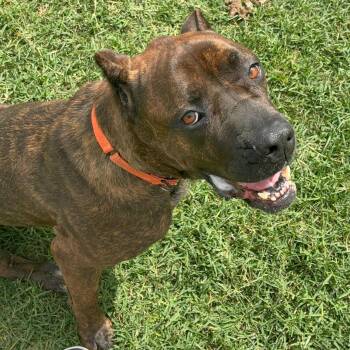 Cane Corso Dogs Available for Adoption in Fort Pierce, Florida - Khaleesi | PetCurious
